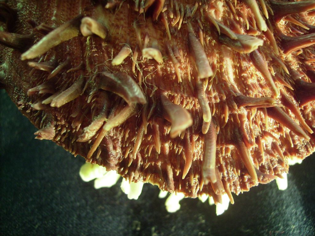 Spondylus cevikeri e Spondylus gaederopus:serie di crescita